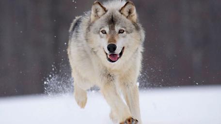 Majestic Wolf in Winter Wonderland wallpaper