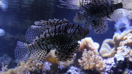Vibrant Lionfish in a Coral Wonderland wallpaper