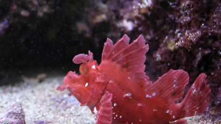 Vibrant Red Fish in Underwater Habitat wallpaper