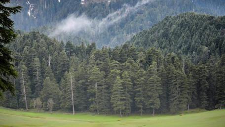 Mysterious Fog Lingers in Pine Forest Mist wallpaper