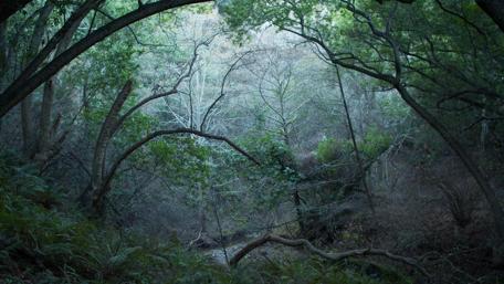 Enchanted Forest Serenity in 4K wallpaper