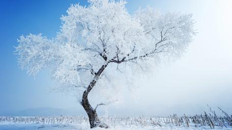Frost-Kissed Solitude in Winter Wonderland wallpaper