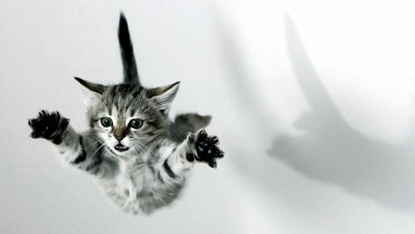 Aerial Grace of a Playful Kitten wallpaper