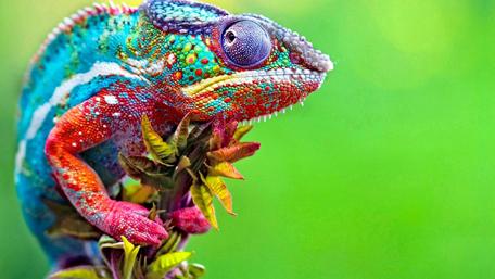 Vibrant Chameleon Master of Camouflage wallpaper