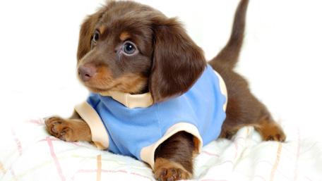 Dapper Puppy in Blue Attire wallpaper