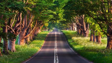 Tree alley wallpaper