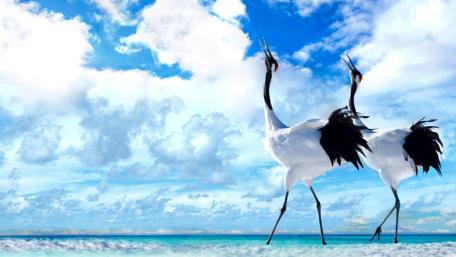 Majestic Cranes Under a Blissful Sky wallpaper
