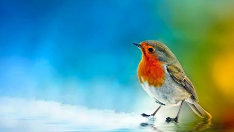 Robin on a Tranquil Snowfield wallpaper