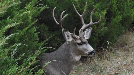 Majestic Mule Deer in Nature wallpaper