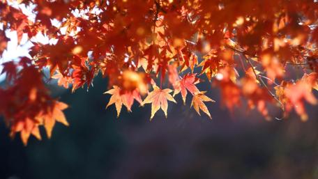 Autumn's Embrace in the Forest wallpaper