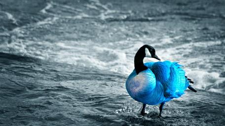 Vibrant Blue Bird in Monochrome Waves wallpaper