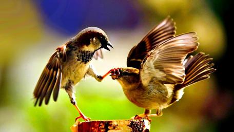 Sparrow Spat: A Comedy in Feathers wallpaper