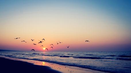 Sunset Flight Over Tranquil Waters wallpaper