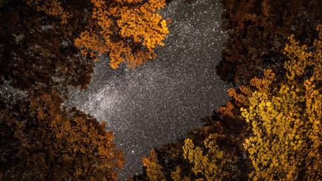 Starry Forest Canopy Under Night Sky wallpaper