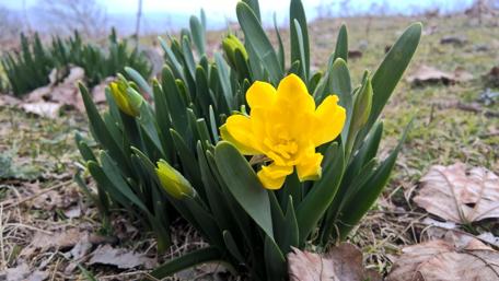 Bright Yellow Flower Amidst Lush Greenery in Iran's Mazandaran Region wallpaper