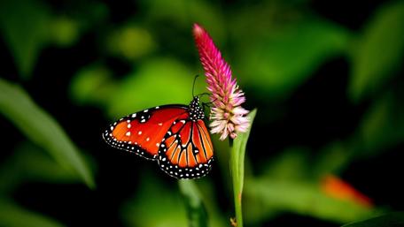 Vibrant Butterfly Resting on Blossom wallpaper
