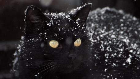 Winter Whiskers in the Snow wallpaper