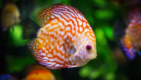 Vibrant Discus Fish in Aquatic Elegance wallpaper