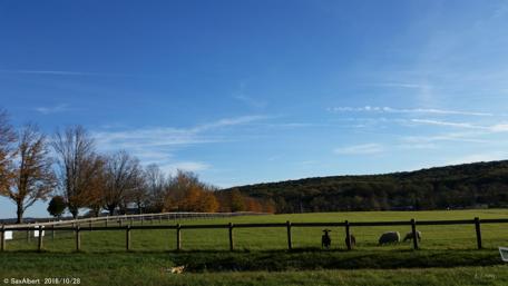 Serene Farm Landscape with Sheep Under Blue Sky wallpaper