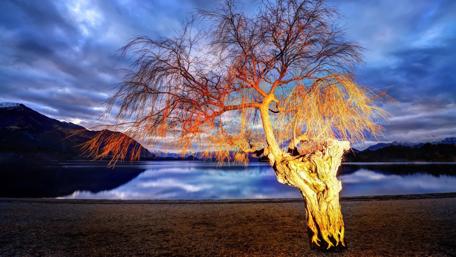 Lonely Tree by the Lake at Dusk wallpaper