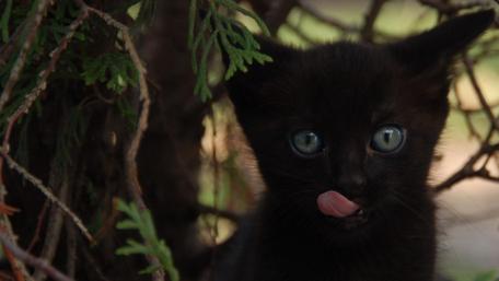 Playful Black Kitten in Nature Scene wallpaper