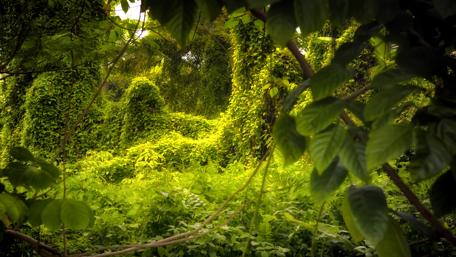 Lush Greenery Amidst Nature's Embrace wallpaper