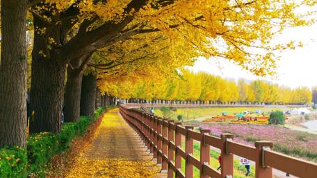 Golden Autumn Pathway in the Park wallpaper