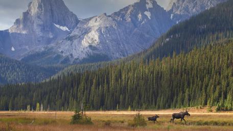 Majestic Moose in a Serene Landscape wallpaper