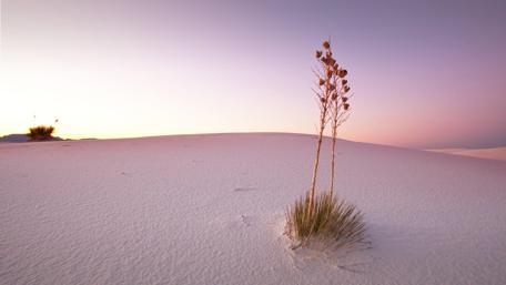 Desolate Beauty of the Desert Landscape wallpaper