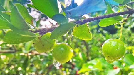 Fresh Green Fruit on Lush Branches of Nature wallpaper