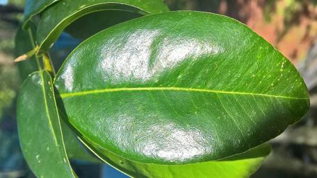 Lush Green Leaf Beauty wallpaper