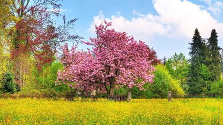 Cherry Blossom Symphony in Spring wallpaper