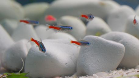 Vibrant Neon Fish Swimming Gracefully in an Aquarium Scene wallpaper