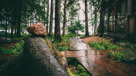 Tranquil Forest Haven Inviting Rainy Days wallpaper