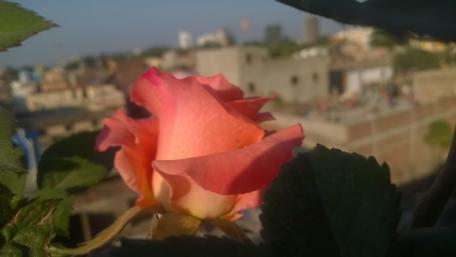 Blooming Rose in Urban Serenity wallpaper