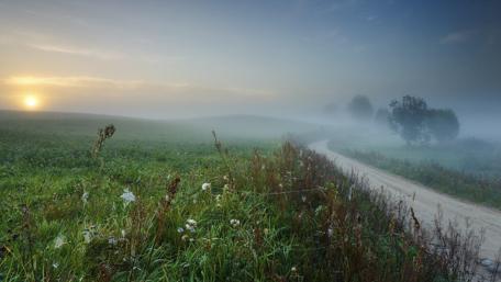 Misty Morning Pathway to Serenity wallpaper