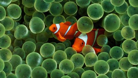 Clownfish in Anemone Paradise wallpaper