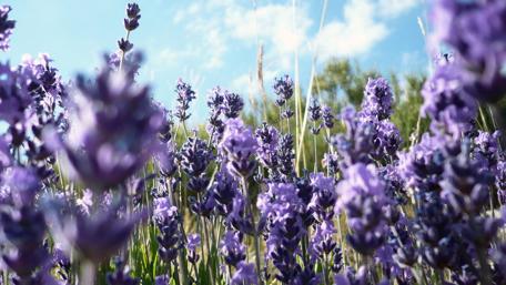 Lavender Dreams in Summer Fields wallpaper