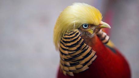 Vibrant and Striking Golden Pheasant Wallpaper wallpaper