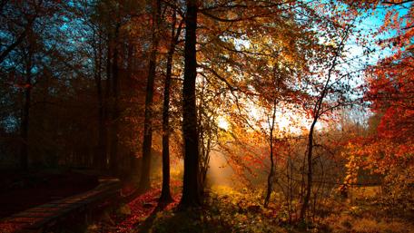Autumn Splendor in the Forest wallpaper