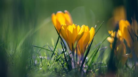 Golden Crocuses in Springtime Glow wallpaper