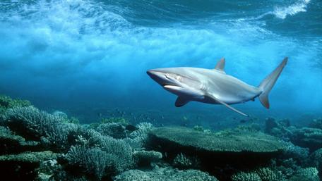 Majestic Shark in Vibrant Coral Reef wallpaper