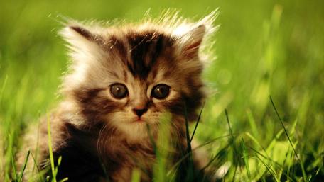 Adorable Kitten in Sun-Drenched Grass wallpaper