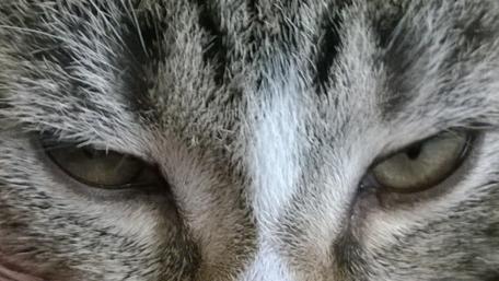 Captivating Close-Up of Cat Eyes wallpaper