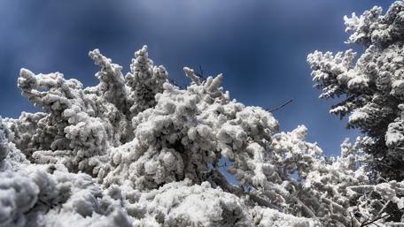 Serene Winter Wonderland in Snowy Pines wallpaper