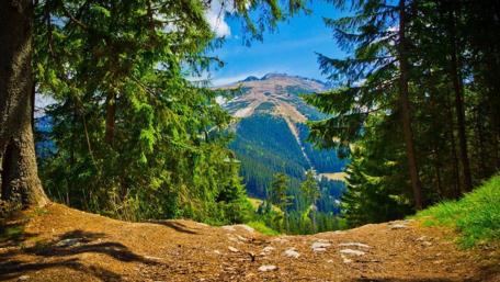 Mountain Forest Path in Slovakia wallpaper