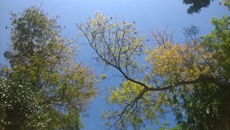 Lush Greenery Under Clear Blue Sky wallpaper