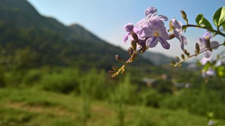 Serenity in Blooming Mountains wallpaper