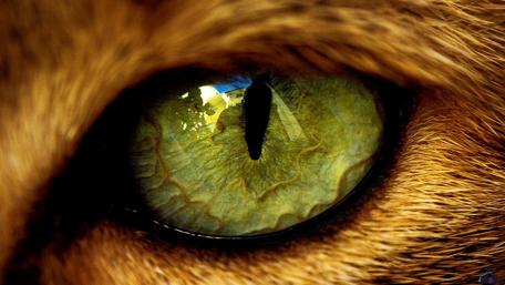 Captivating Close-Up of a Stunning Eye Expression wallpaper