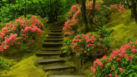 Peaceful Garden Pathway with Blossoms wallpaper